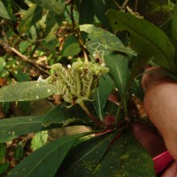 Ophiorrhiza pectinata Arn.